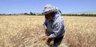 *تعميم هام لمزارعي القمح والشعير*
