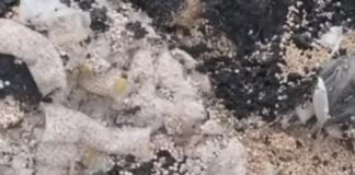 *كميات كبيرة من حبوب الكبتاغون في مطار المزة العسكري*