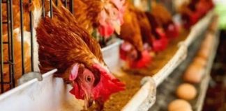 *نقابة الدواجن: تهريب الدجاج والبيض عبر الحدود البرية يهدد القطاع*