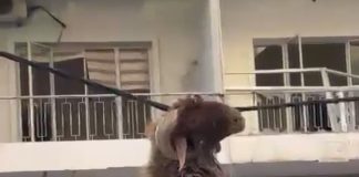 *بالفيديو : مشهد غريب في النبطية (لتيس ماعز) معلق في الهوا*