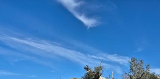 *الجيش اللبناني يطلق النار على سيارة لم تمتثل للاوامر عن حاجز الجيش على مثلث طيرحرفا وتوقيف السائق (متداول)