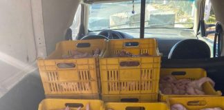 ضبط كميه من الدجاج الفاسد في البقاع كانت معدة لنقلها الى بيروت