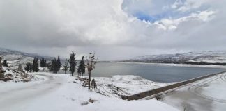 “الأبحاث الزراعية” توضح: تسمية “أسيل” بغير محلها!