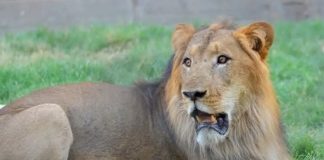 *بالصورة..رعب في حديقة حيوان: أسد يقتل’ حارسه*