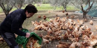 *دجاج متقاعد يُنقذ بساتين الزيتون*