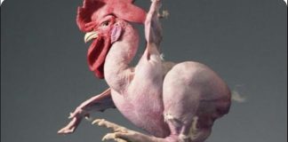 *كيف هي أسعار الدّواجن؟ مع إقتراب شهر رمضان المبارك*