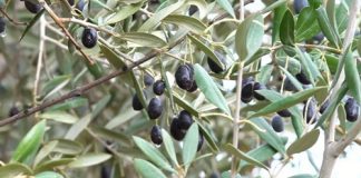 هل من فوسفور في زيتون الجنوب؟