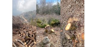 توقيف مشتبه به بقطع أشجار من مشاع بلدة قرطبا