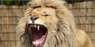 في الجزائر الأسود تلتهم الحارس !