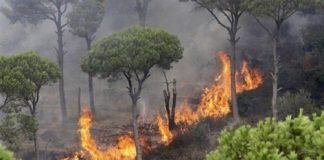 “خطوة غير مسبوقة” من “الزراعة”.. لحماية الثروة الحرجية