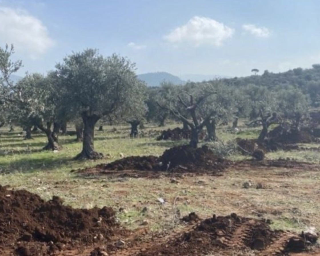 *جمعية مزارعي الزيتون في الكورة: لتكليف الجيش حماية الغابة*