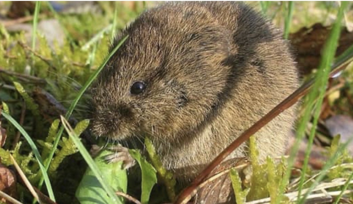 *فأر الحقل” يُحرّك الوزارة*