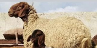 *أمين سر نقابة تجار المواشي يكشف عن إرتفاع كبير في أسعار الأبقار الحية في دول المنشأ لا سيما اورويا، ما سيؤدي الى ارتفاع أسعار اللحوم في لبنان الى ما بين 14 و15 دولاراً للكيلوغرام الواحد*