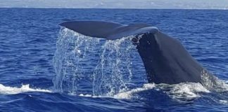 *بالصور – حوت العنبر يعبر بسلام في بحر الصرفند*