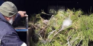 *تنبيه من “الزراعة”: توخّوا الحذر من الصندل*