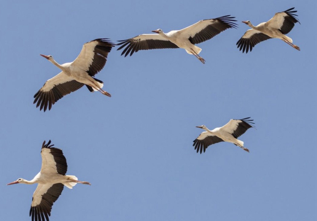 *طيور اللقلق في خطر… وقرار صارم: الصيد ممنوع*