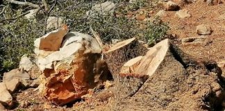 مجزرة بيئيّة بين بكركي ودرعون