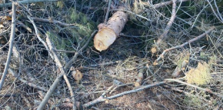 تحرّك سريع لوزارة الزراعة بعد قطع صنوبر معمّر في حردين