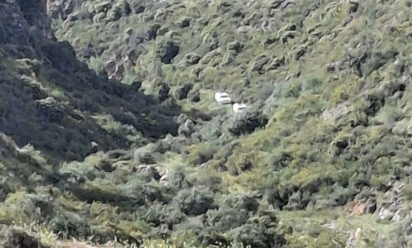 *بالصورة : دوريات لقوات اليونيفل من دون الجيش اللبناني في وادي العزية في بلدة زبقين*