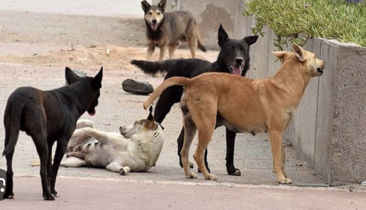 *جهود لبنانية متصاعدة للحد من داء الكلب: برنامج TNVR وتدريبات بيطرية لتعزيز الوقاية*