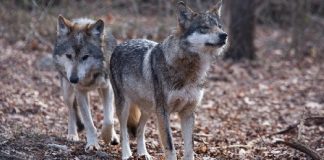 الذئاب.. أزمة في ولاية أميركية واحتمالات بإعلان الطوارئ