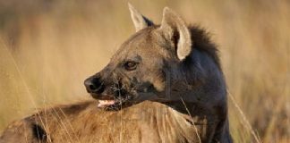 بسبب الضباع المخططة.. وزارة الزراعة تتحرّك