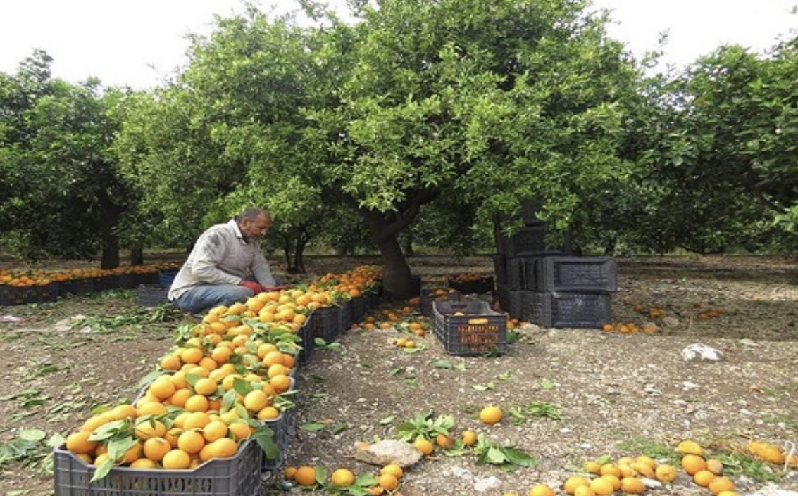 *مبادرة زراعية إيجابية من الأردن تنطلق غداً ولكن..*
