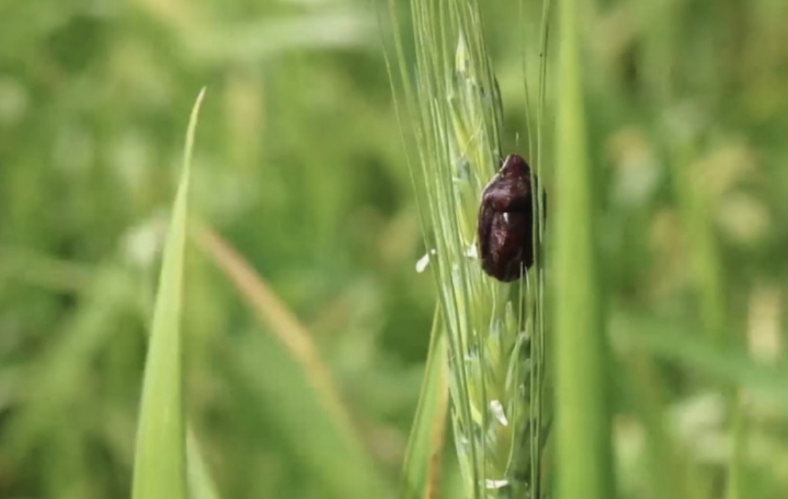*حشرة “السونا” تهدّد موسم القمح في لبنان*