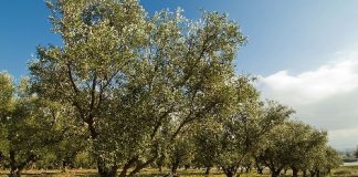 50 ألف شجرة زيتون في الجنوب لمواجهة التجريف!