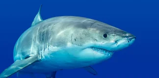 اصطياد أسماك قرش وبيعها في طرابلس.