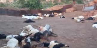 نفوق أكثر من 300 رأس من الماعز في شمالي لبنان