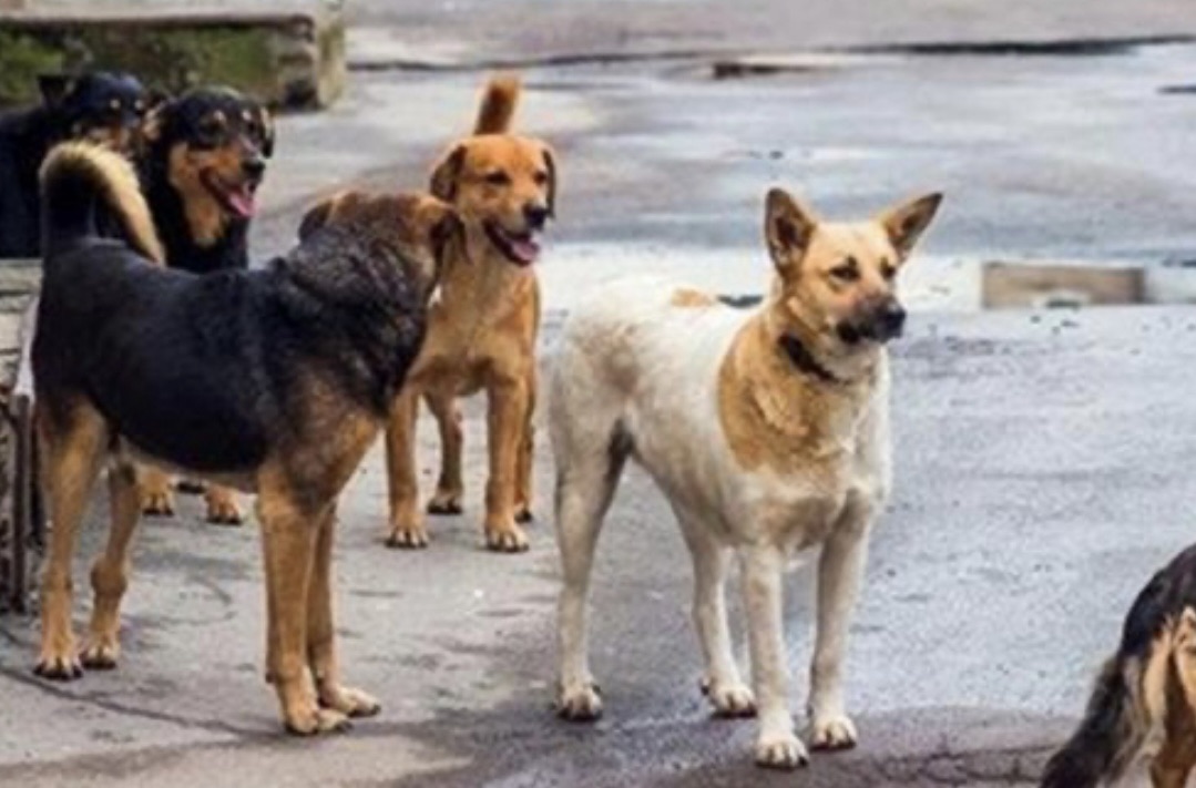 *صيدا تحت تهديد الكلاب الشاردة: هجوم عنيف على سيدة ونداء استغاثة من البلدية*