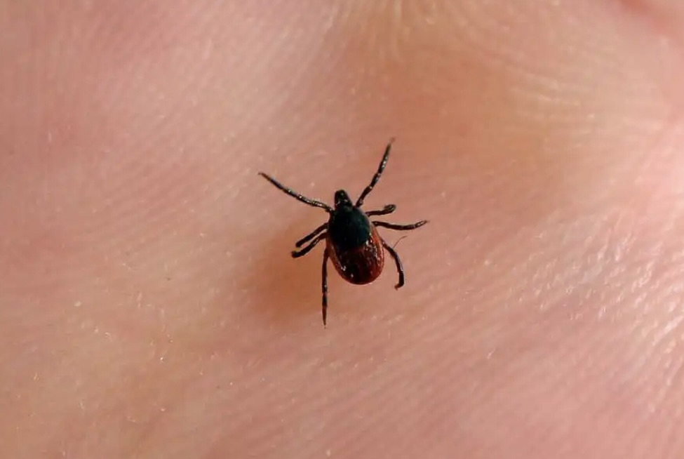 *تحذير في إسطنبول: حشرة القراد تثير القلق مع ارتفاع الإصابات*
