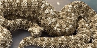 تهريب من نوع آخر… أفاعٍ وسلاحف داخل حقائب مسافر!