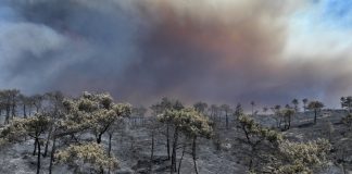 “أنصار السنة” يتبنّى حريق الساحل: التخريب البيئي كسلاح موازٍ للتفجيرات