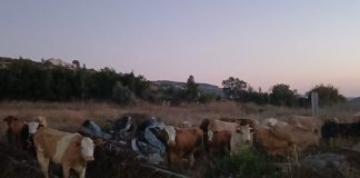 ابقار تجتاز الحدود والعدو يتصل باليونيفل لاستعادتها !