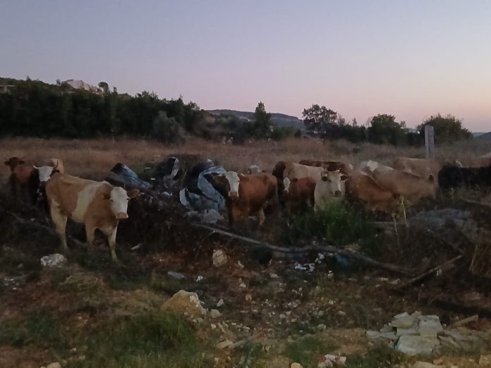 b3f7a8b8-251c-4bec-adca-4ca8f8effb9b