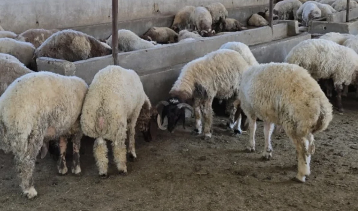 *فضيحة صحّية في بعلبك: ضبط خراف نافقة كانت تُعدّ للبيع*