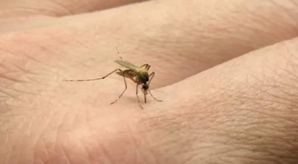 *منظمة الصحة العالمية تطلق نداءً عاجلاً لمواجهة تفشي فيروس شيكونغونيا عالمياً*