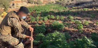 قيادة الجيش: إتلاف 7 دونمات مزروعة بالحشيشة وضبط معدات لتصنيع الكبتاغون في بعلبك