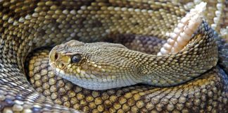 ارشادات من وزارة الصحة بشأن لدغات الأفاعي…