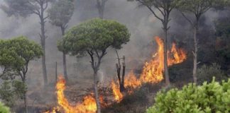حريق كبير في غابات القموعة وعلى مدخل مغارة أفقا
