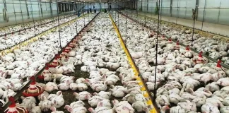 إقفال محلات دجاج في عكار وضبط 8 أطنان فاسدة