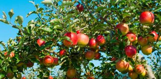 من بشري إلى العاقورة… موسم التفاح تحت رحمة الجفاف وغلاء الأسمدة