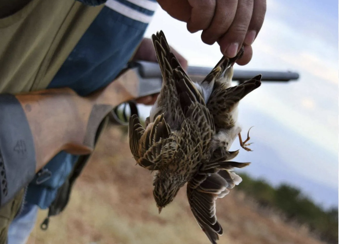 *الصيد البري ممنوع في لبنان لموسم 2025/2026: تعميم مشترك للوزارات يفرض الرقابة الصارمة*