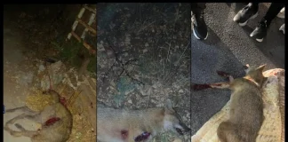 هجوم حيوانات جريدية على أهالي في بنت جبيل وإصابة 4 أشخاص