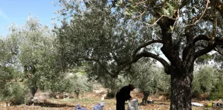 شروط وموافقة مسبقة لمَن يريد قطف الزيتون والقيام بالأعمال الزراعية … من الاحتلال !