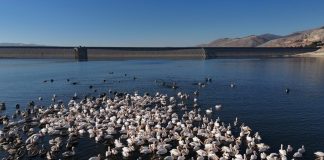 مشهد يُعيد الأمل إلى الحياة البيئية في لبنان…عودة الطيور المهاجرة إلى بحيرة القرعون