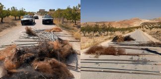 مفرزة استقصاء البقاع تُنقذ آلاف الطيور من شباك الصيد الجائر