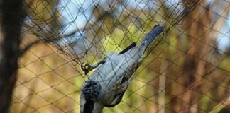 بالأرقام الصادمة: تفكيك “أحد أكبر مواقع صيد الطيور غير الشرعية في تاريخ لبنان”.